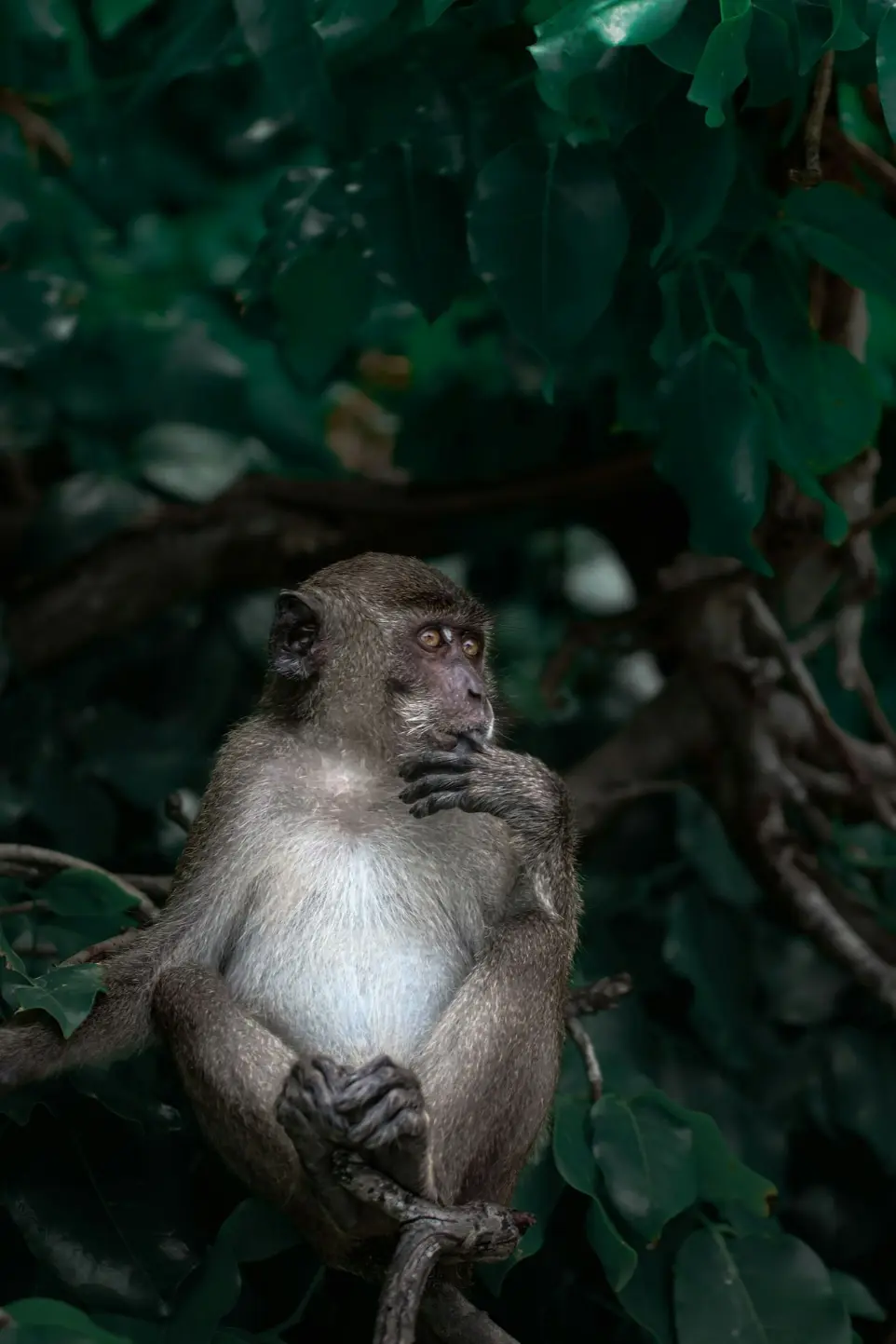 A monkey sits on a tree branch surrounded by leaves.