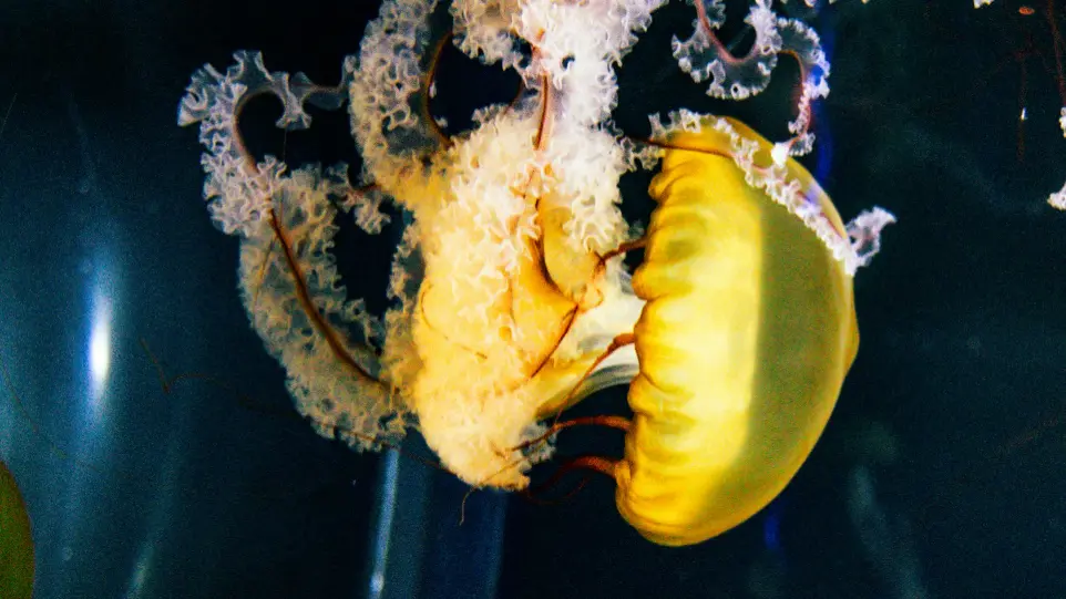 a close up of a jellyfish in a tank