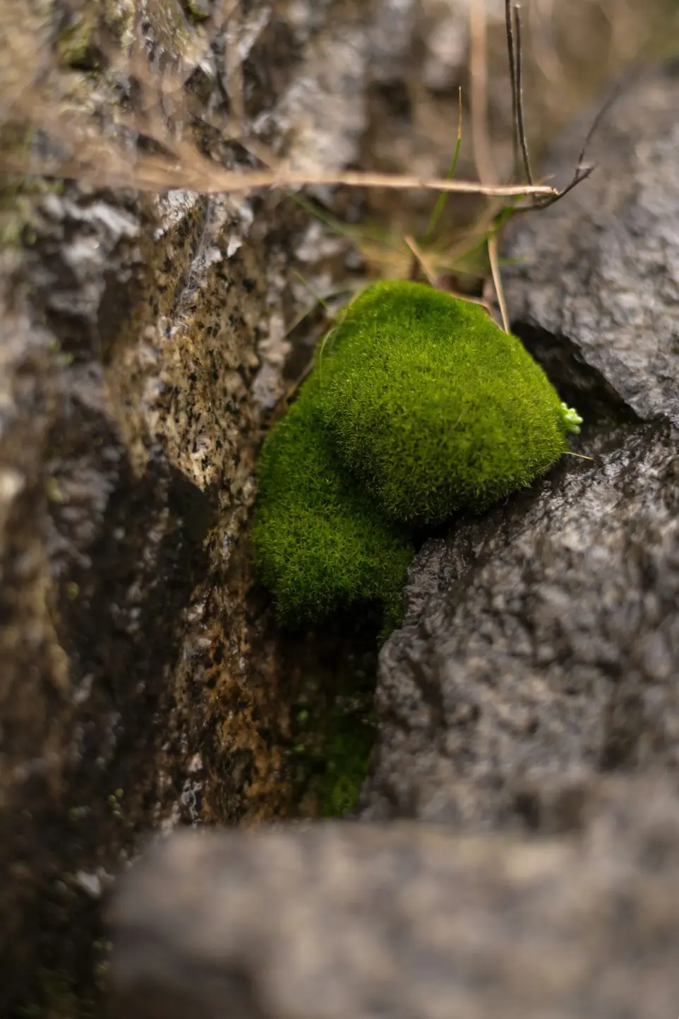 a moss covered rock in the middle of a forest
