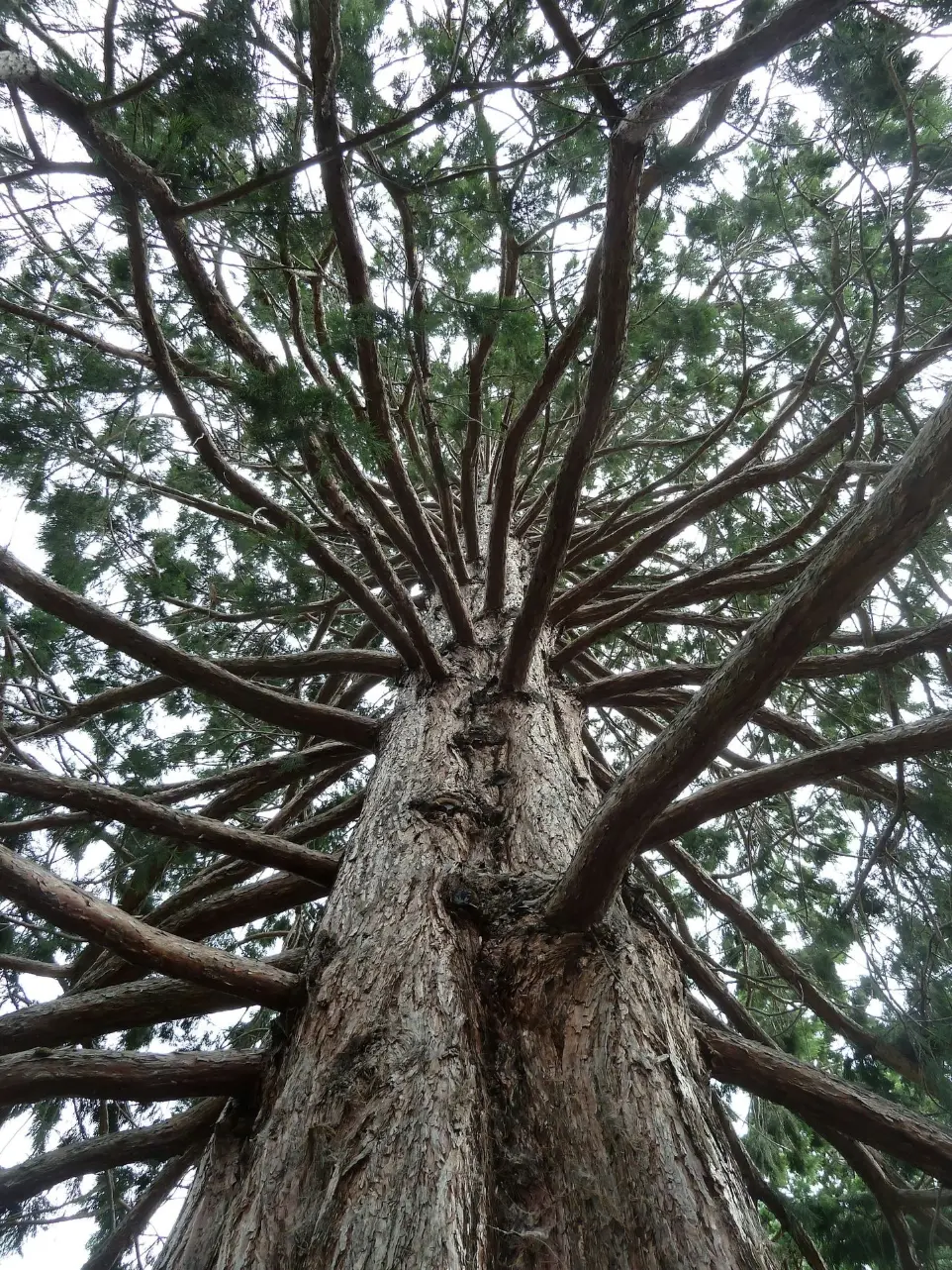 brown tree with green leaves during daytime